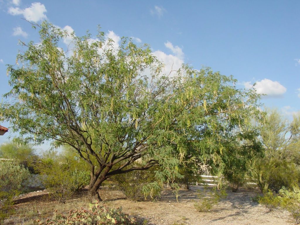 Trees in Tucson